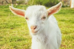 Poetry for Goats by Kenn Nesbitt