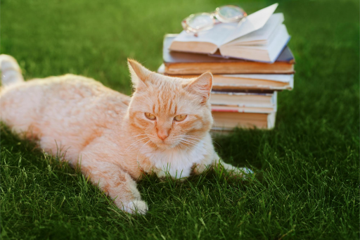 Cat with glasses reading a book