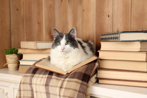 Cute cat lying with book on plaid