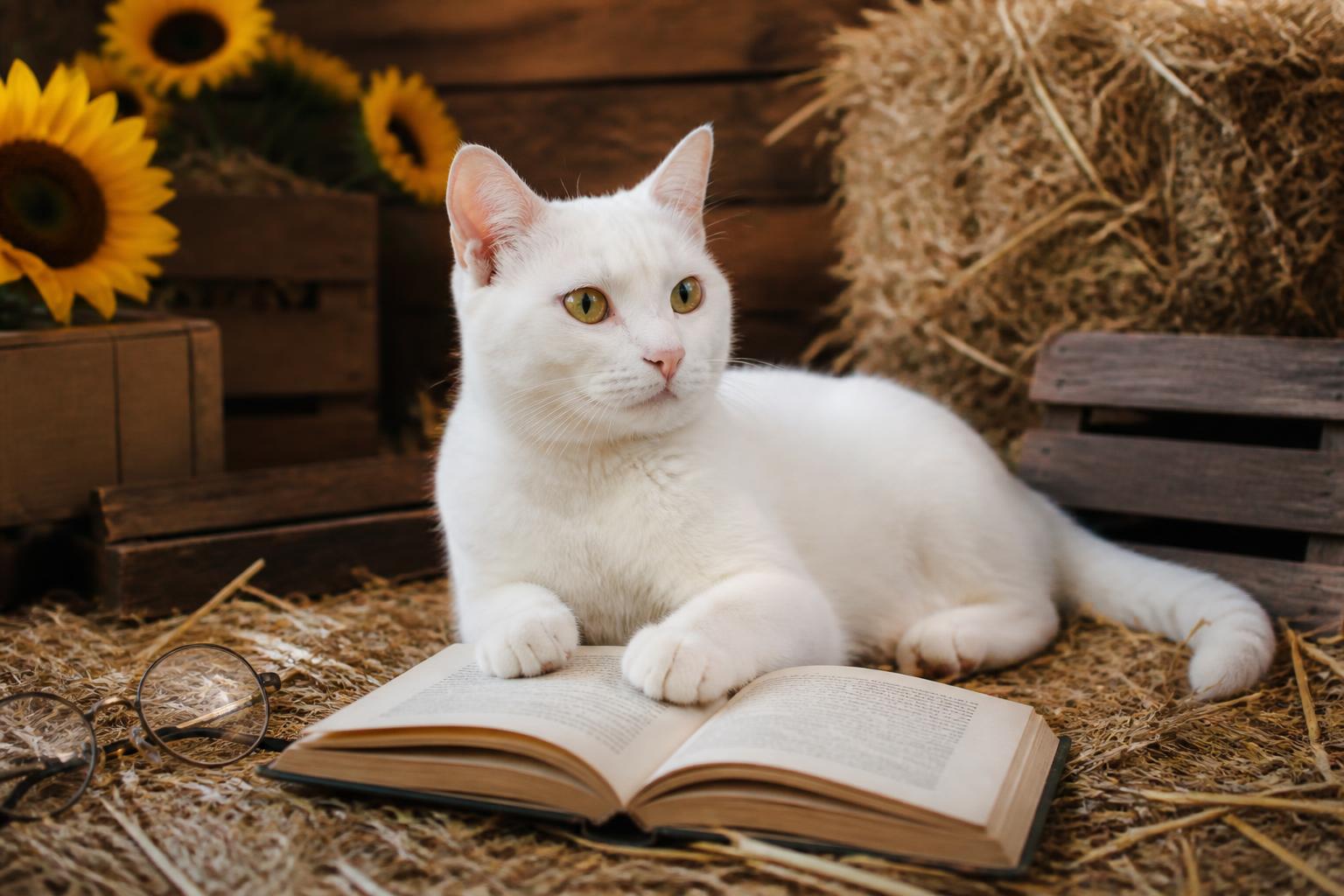 Weekly Children's Poetry Roundup - 2026-22-08 Cat with glasses reading a book