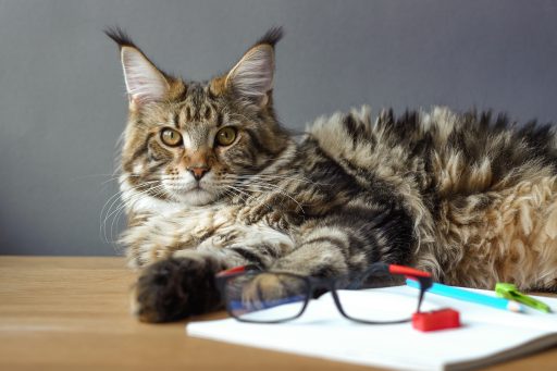 Portrait of Maine Coon cat lies on a wooden table near an open notebook with pencil, sharpener, compasses and looks in glasses